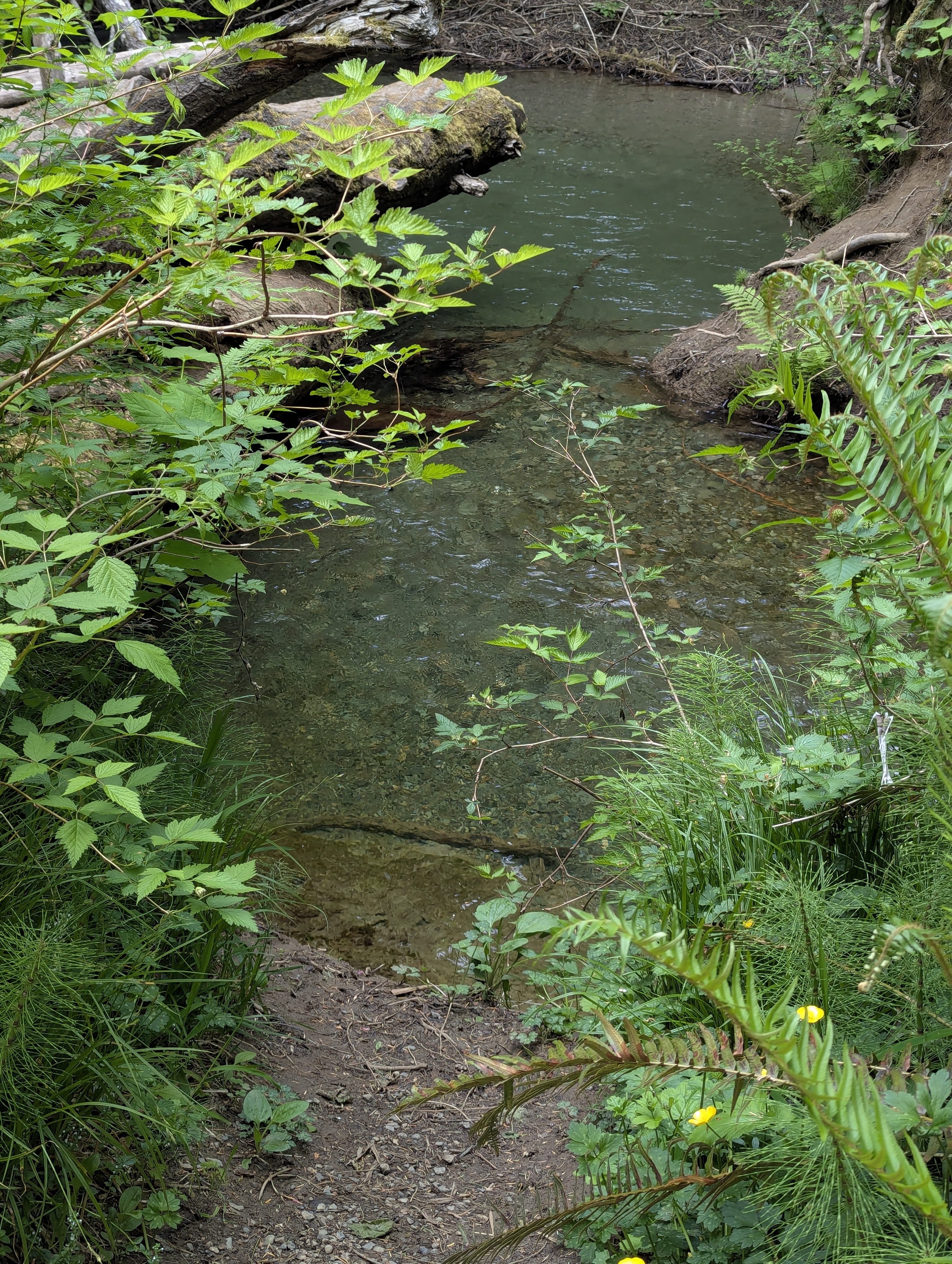 Birthday Trip to Canada, Cathedral Grove, Vancouver Island
